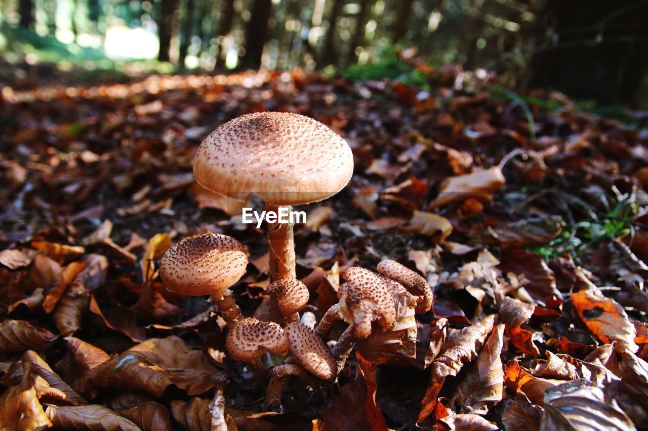 Close-up of mushroom growing in forest