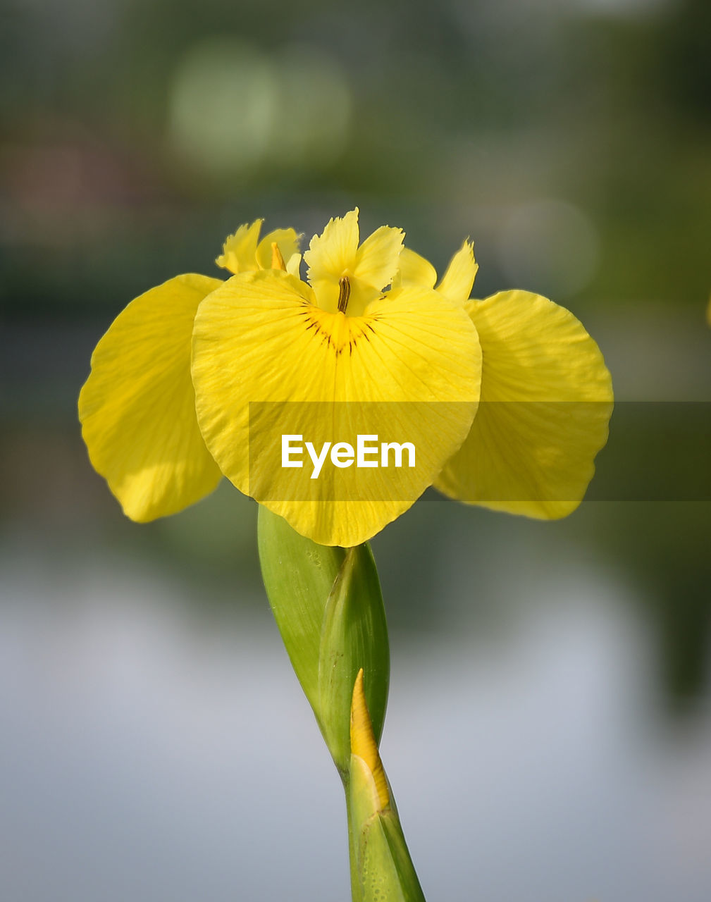 yellow, flower, flowering plant, plant, freshness, beauty in nature, fragility, flower head, petal, close-up, inflorescence, nature, macro photography, green, growth, focus on foreground, plant stem, no people, blossom, springtime, outdoors, wildflower, botany, day