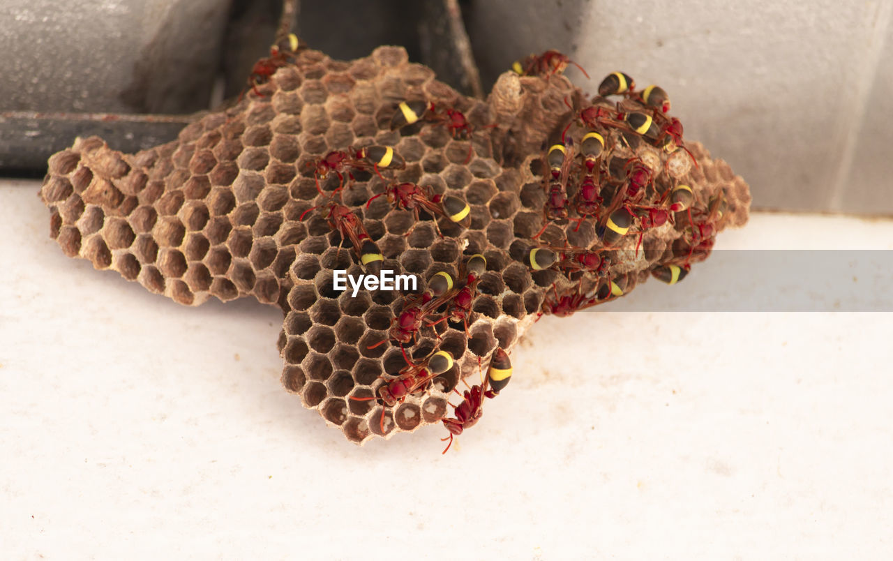 CLOSE-UP OF BEE ON THE FLOOR