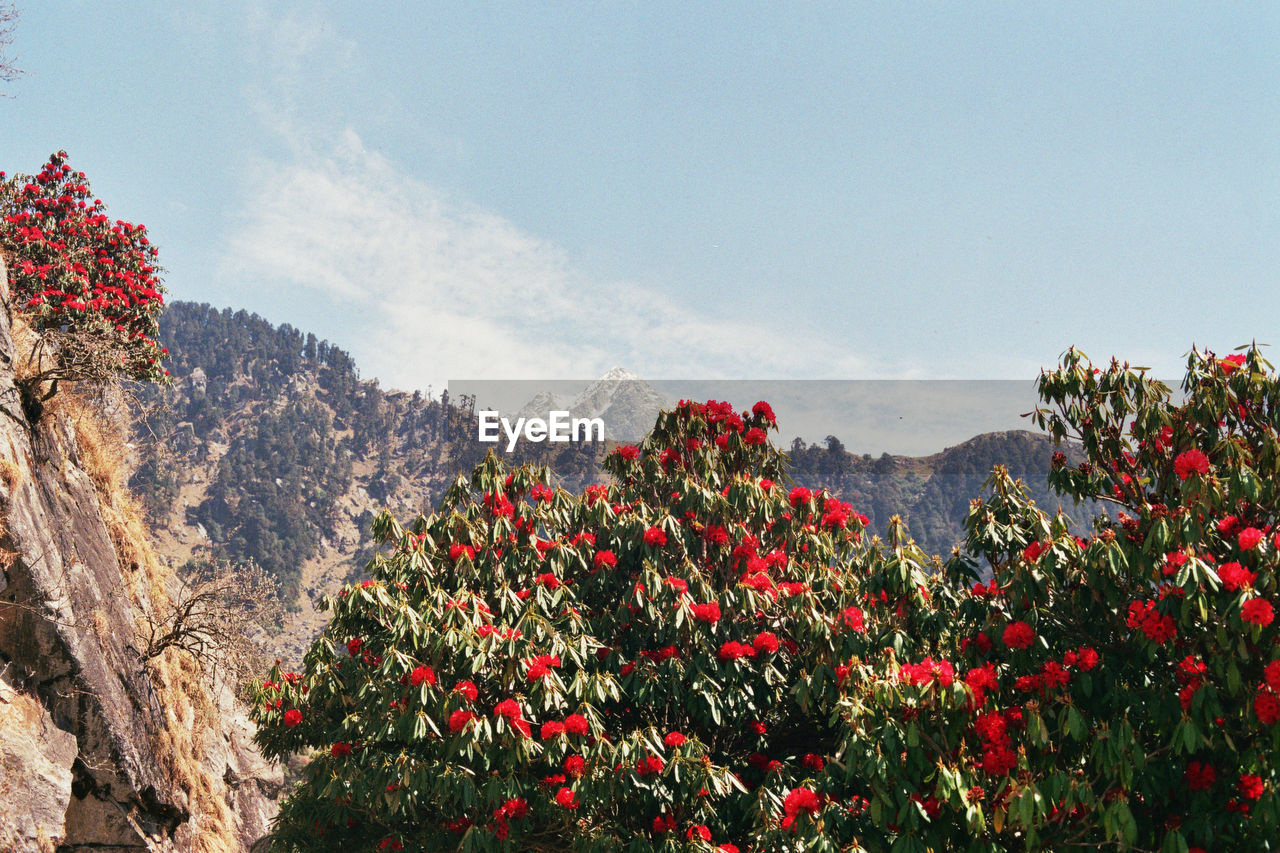 Red flowers blooming on tree against sky