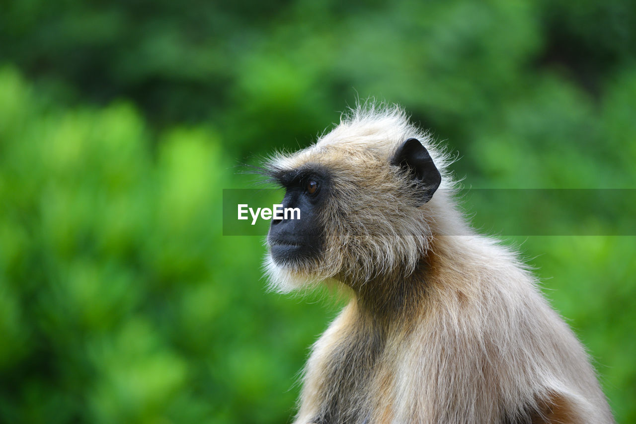 Close-up of a monkey sitting on a natural background