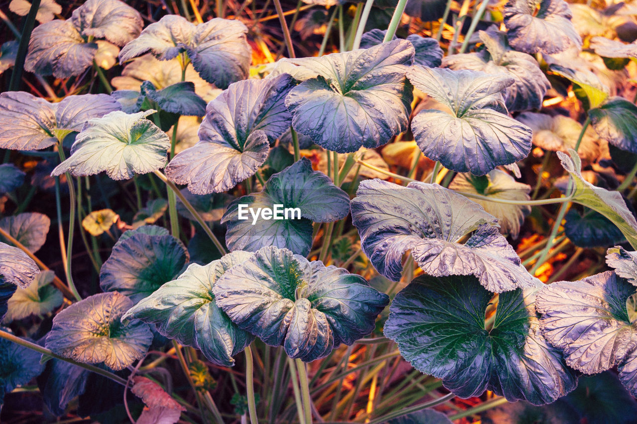 Full frame of leaves on field