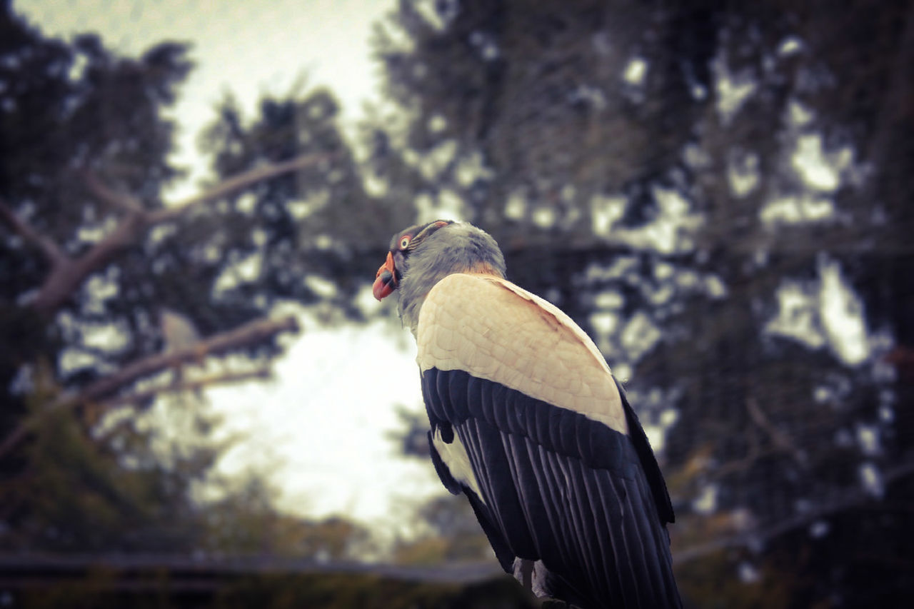 CLOSE-UP OF SPARROW PERCHING ON TREE