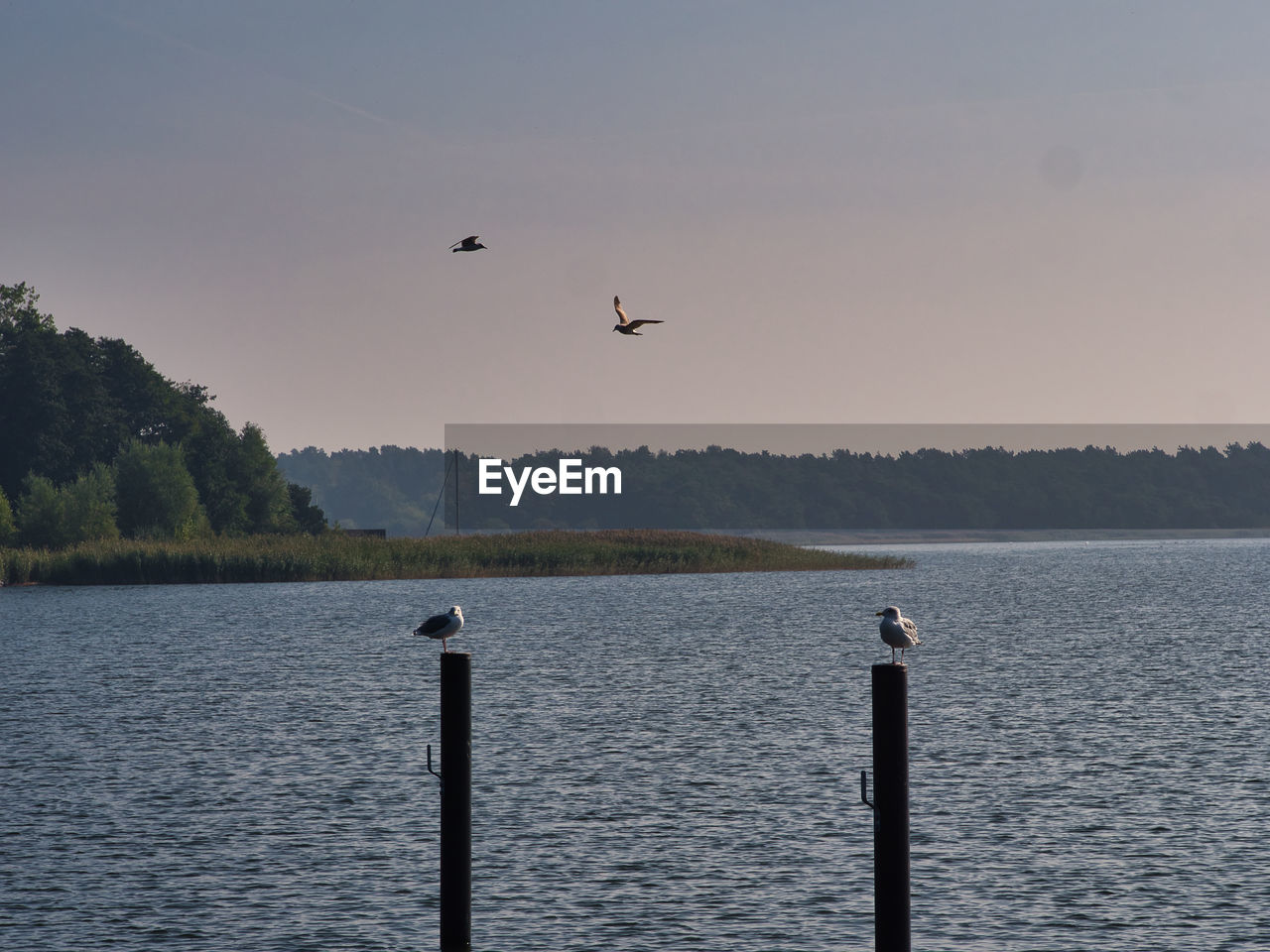 BIRDS FLYING OVER LAKE