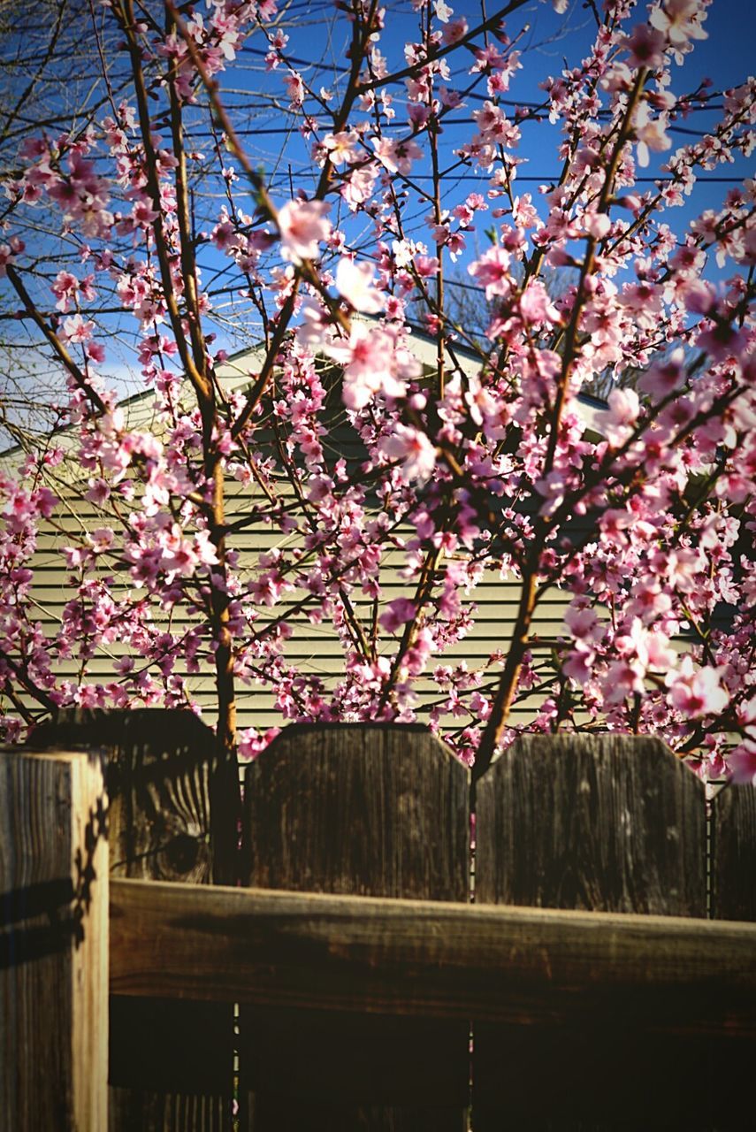 Low angle view of cherry blossom tree