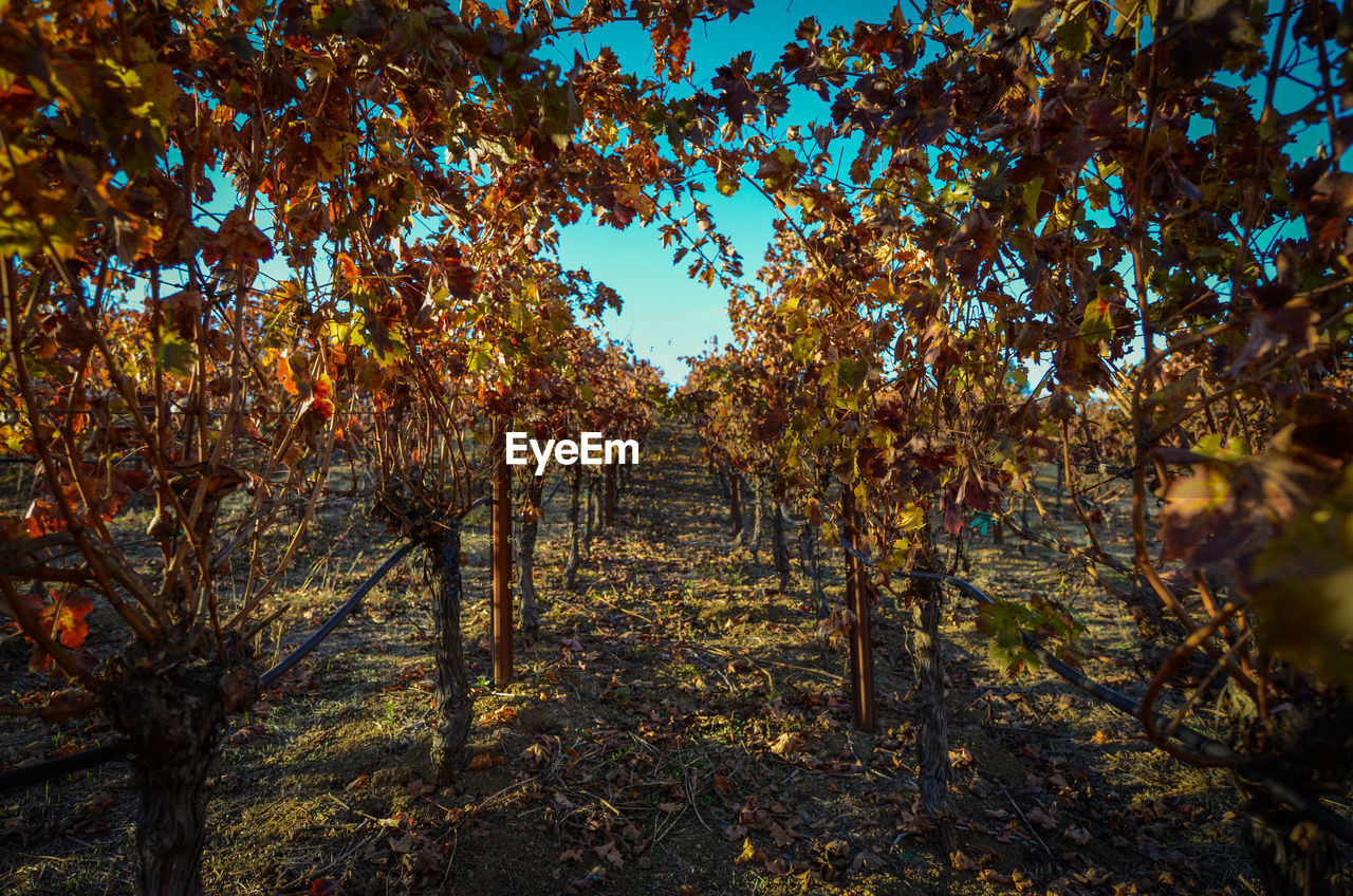 Vines in vineyard