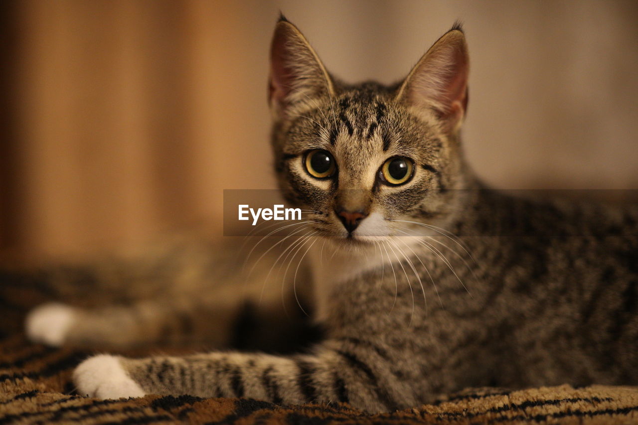 CLOSE-UP OF TABBY KITTEN