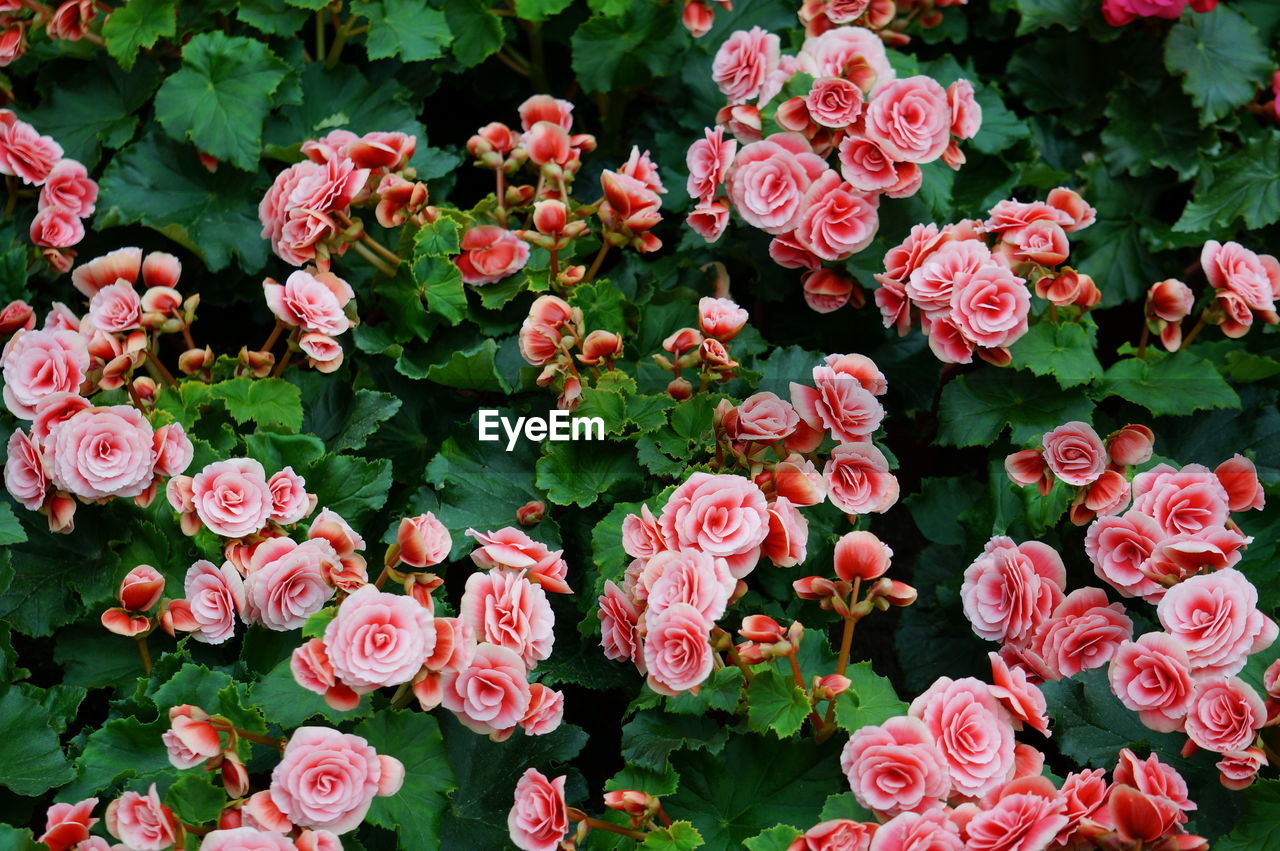 High angle view of pink roses