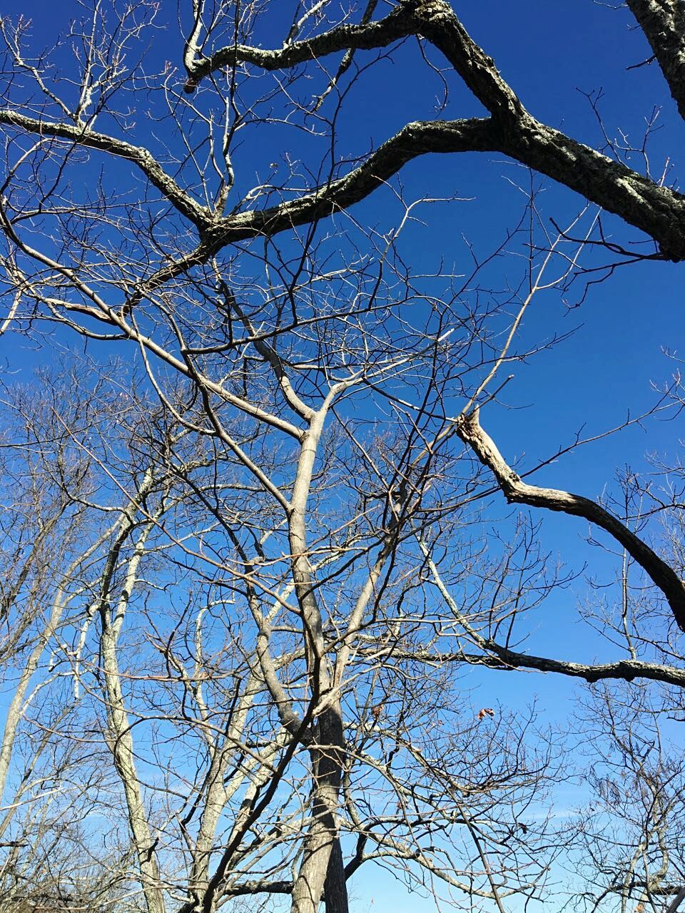 LOW ANGLE VIEW OF BRANCHES AGAINST CLEAR SKY