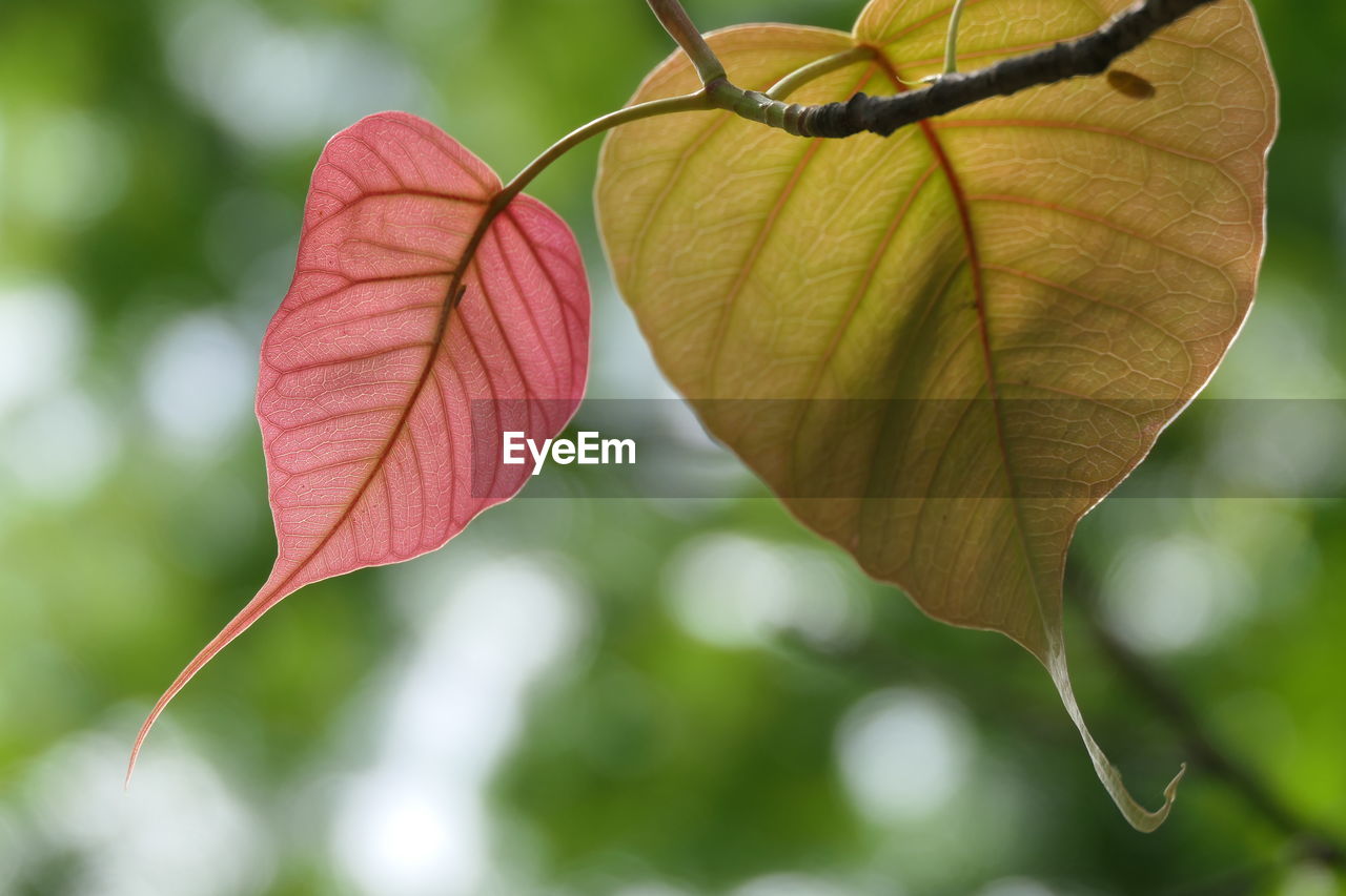 CLOSE-UP OF PINK LEAVES ON PLANT