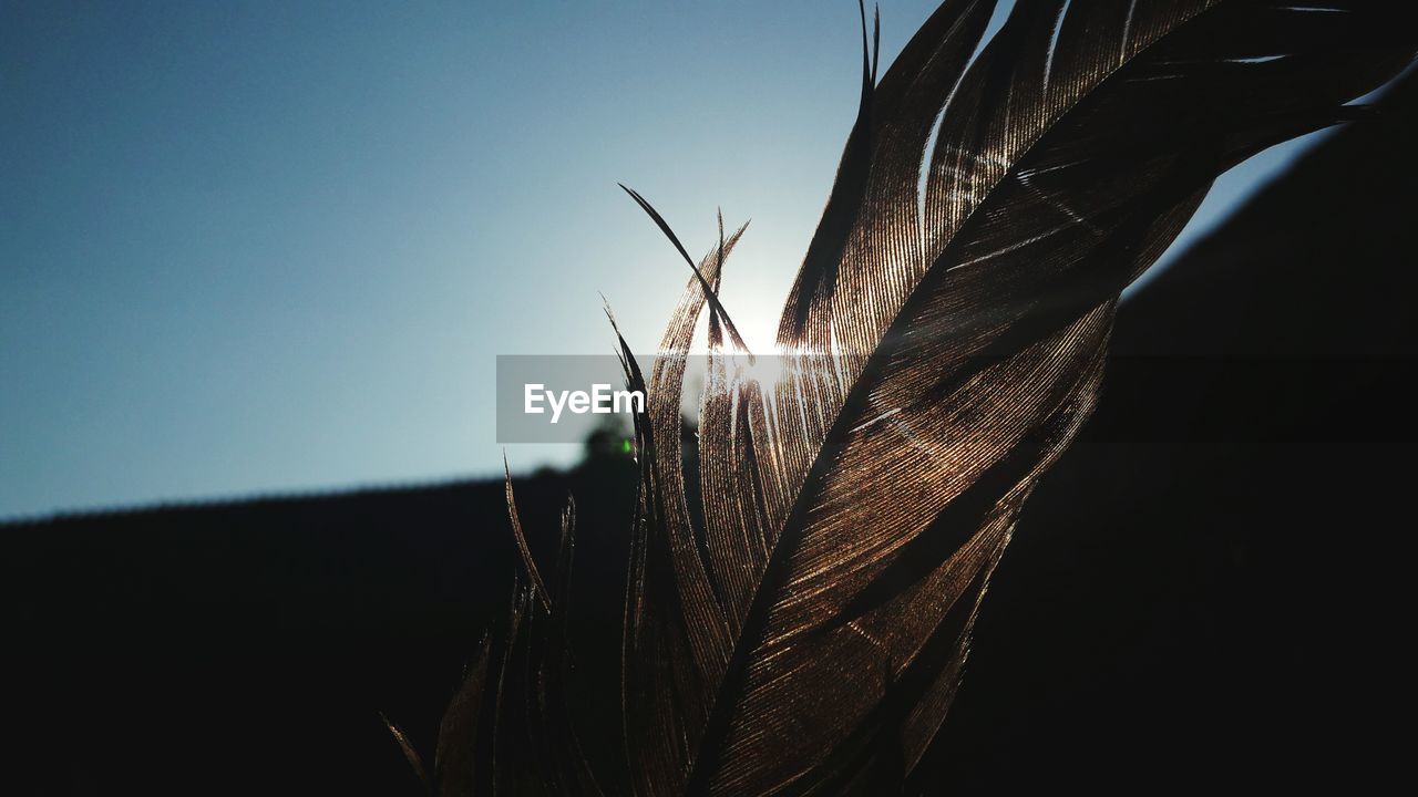 Close-up of feather against clear sky