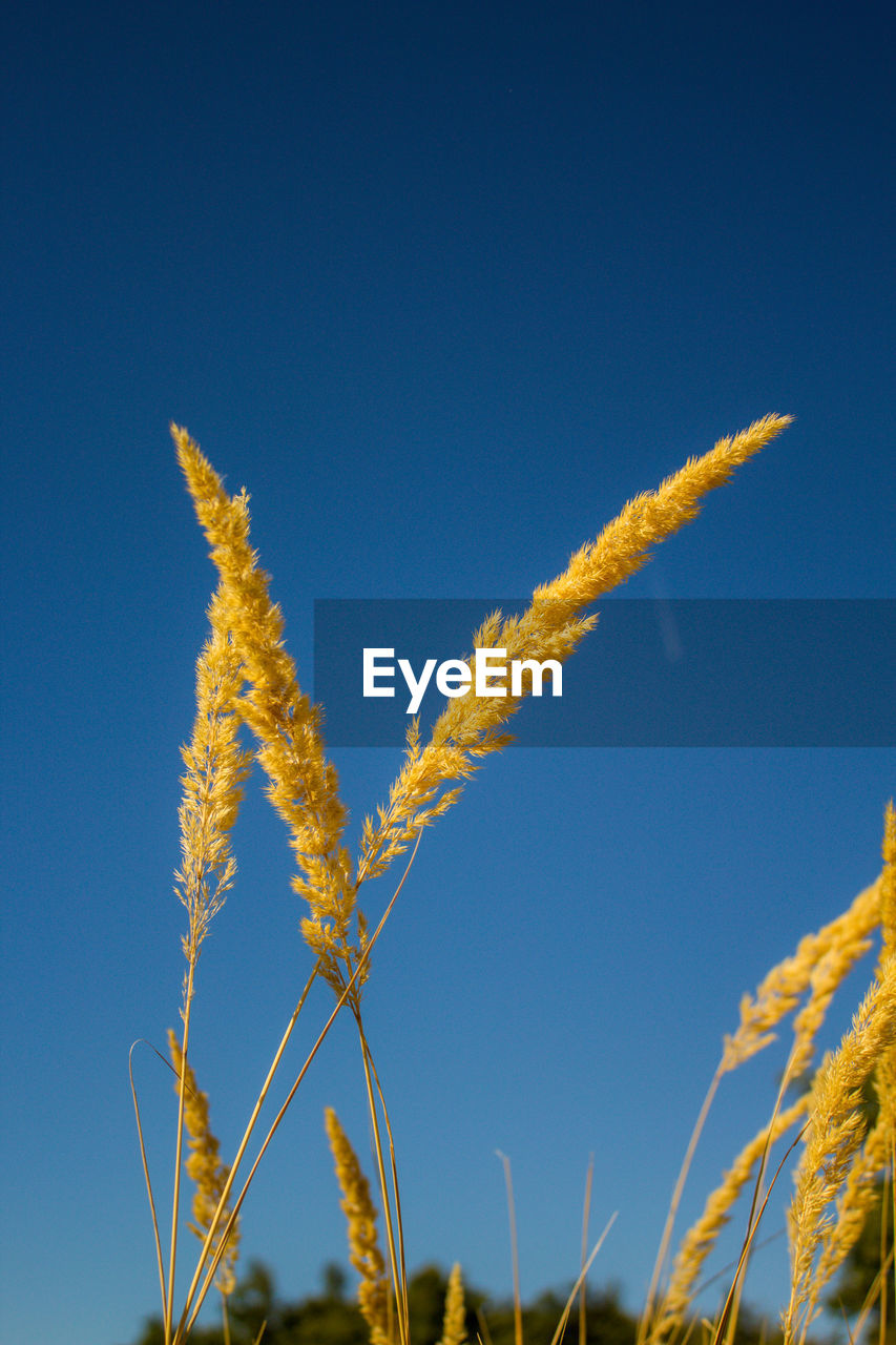 Close-up of stalks against blue sky