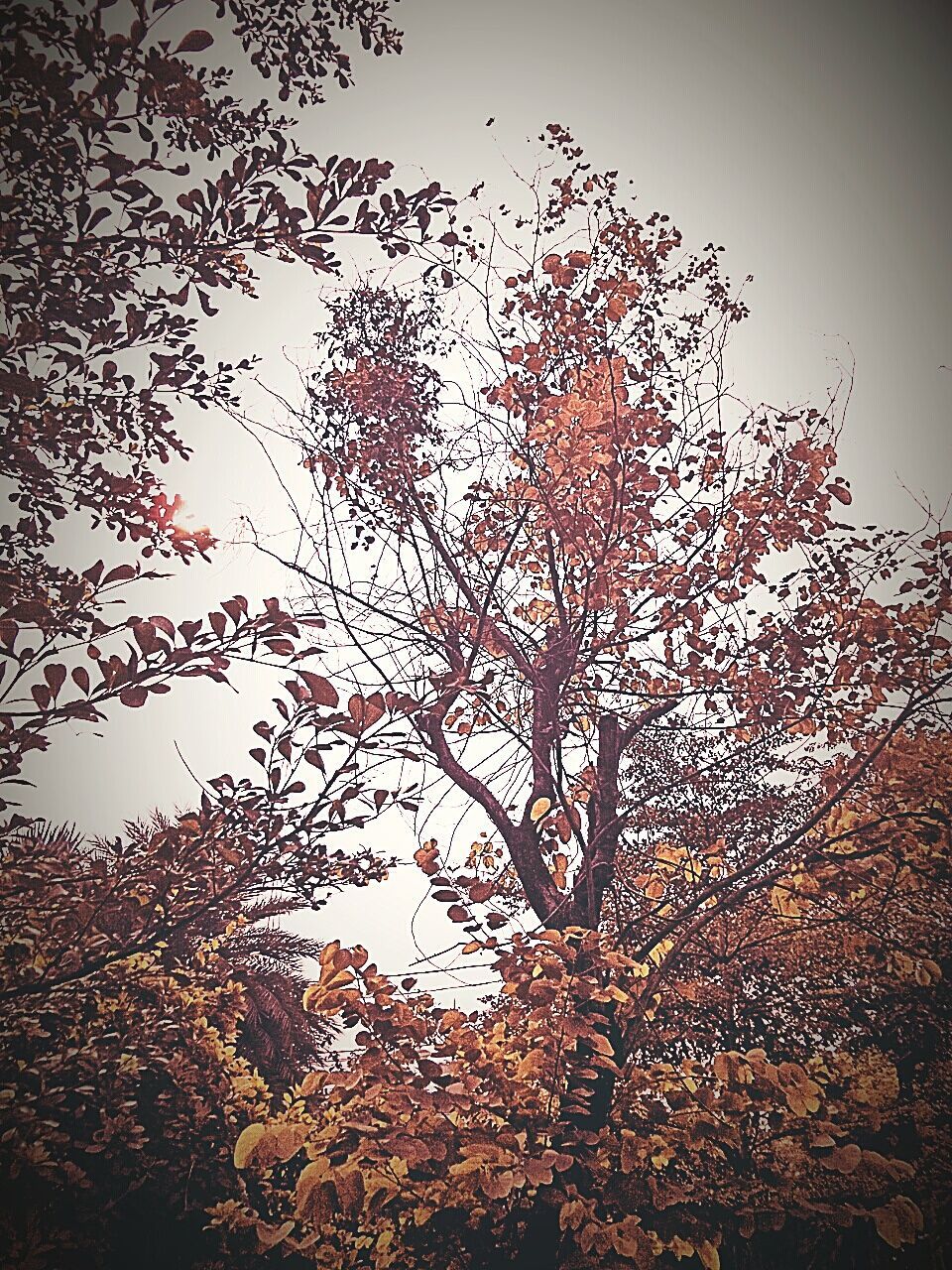 Low angle view of trees in autumn