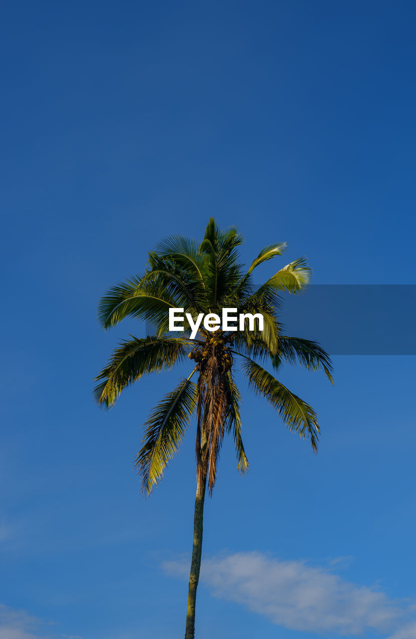 Low angle view of palm tree against clear sky