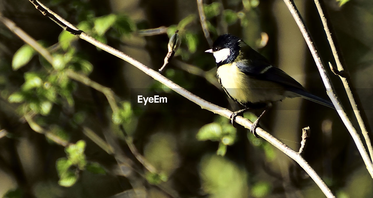 Close-up of bird perching on twig