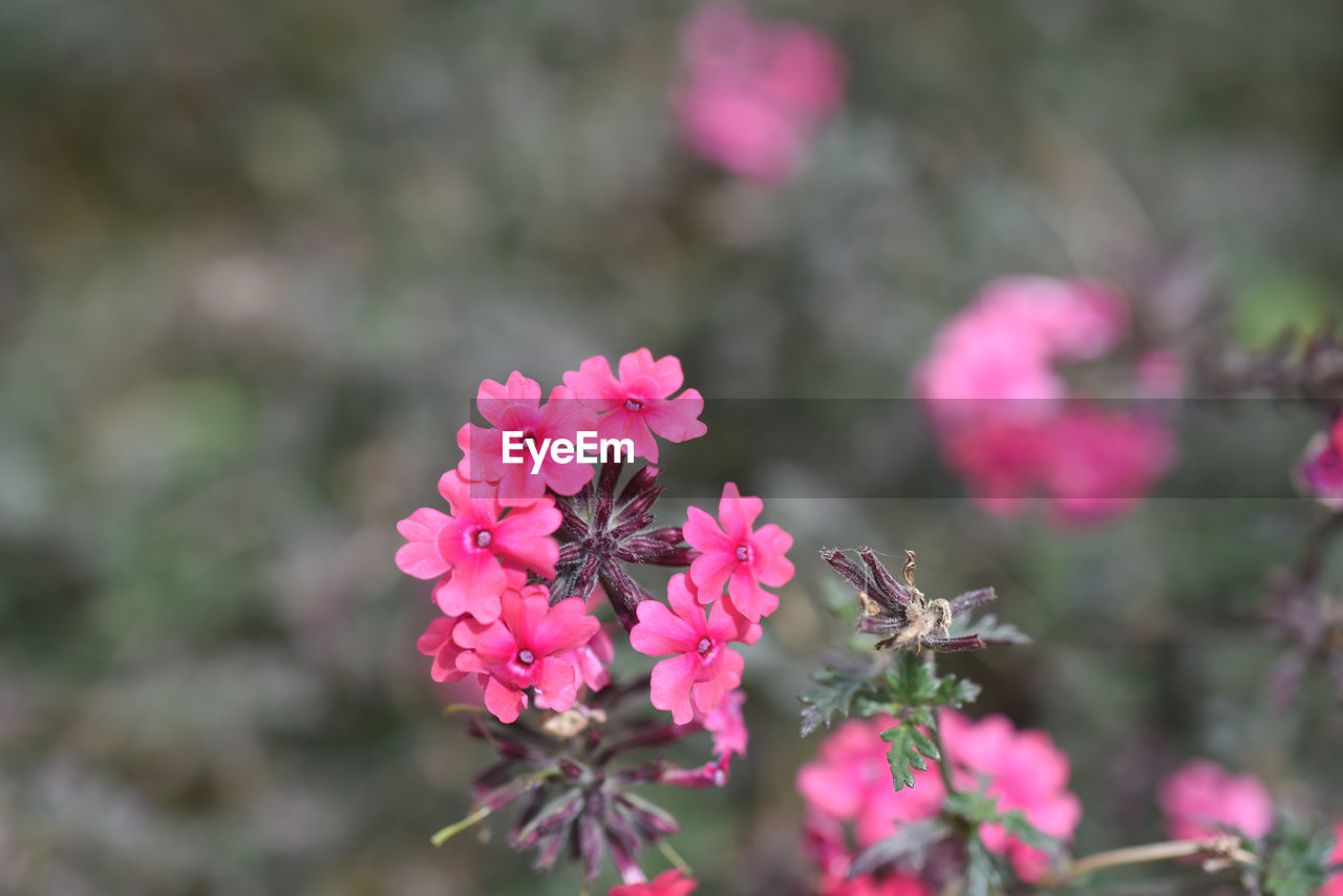 Close-up of pink flowering plant