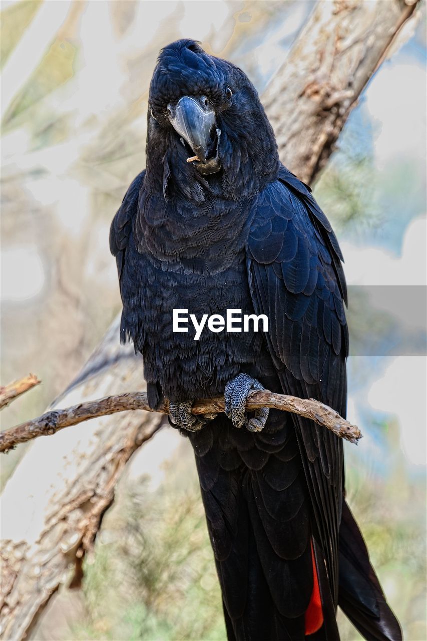 Close-up of black cockatoo perching on branch