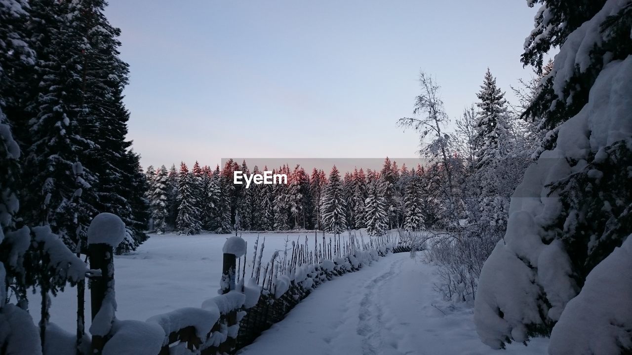 Snow covered walkway by trees against sky at dusk