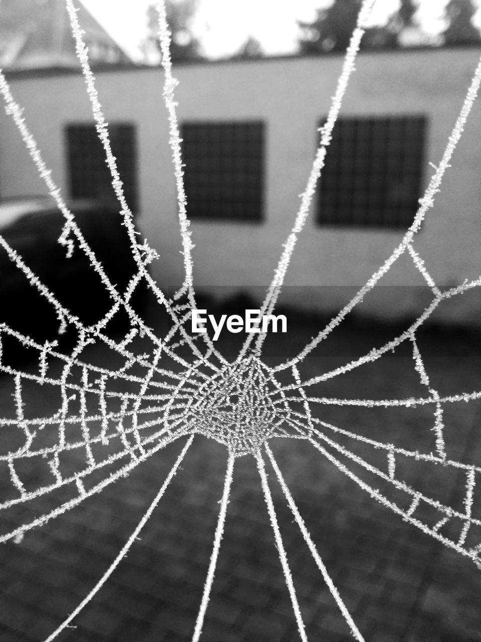 CLOSE-UP OF SPIDER ON WEB AGAINST BLURRED BACKGROUND