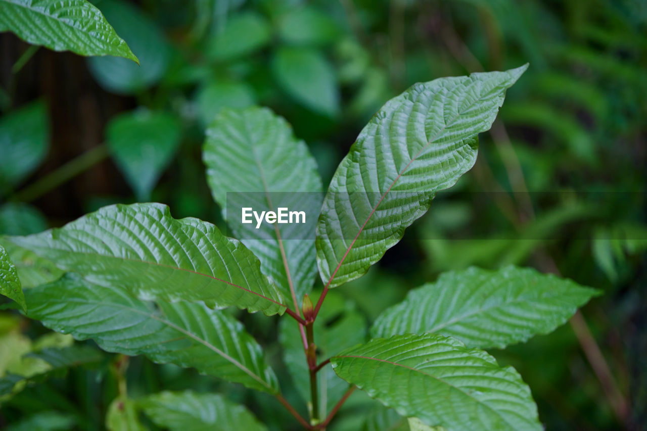 Close-up view of mitragyna speciosa or kratom leaves with dew drop