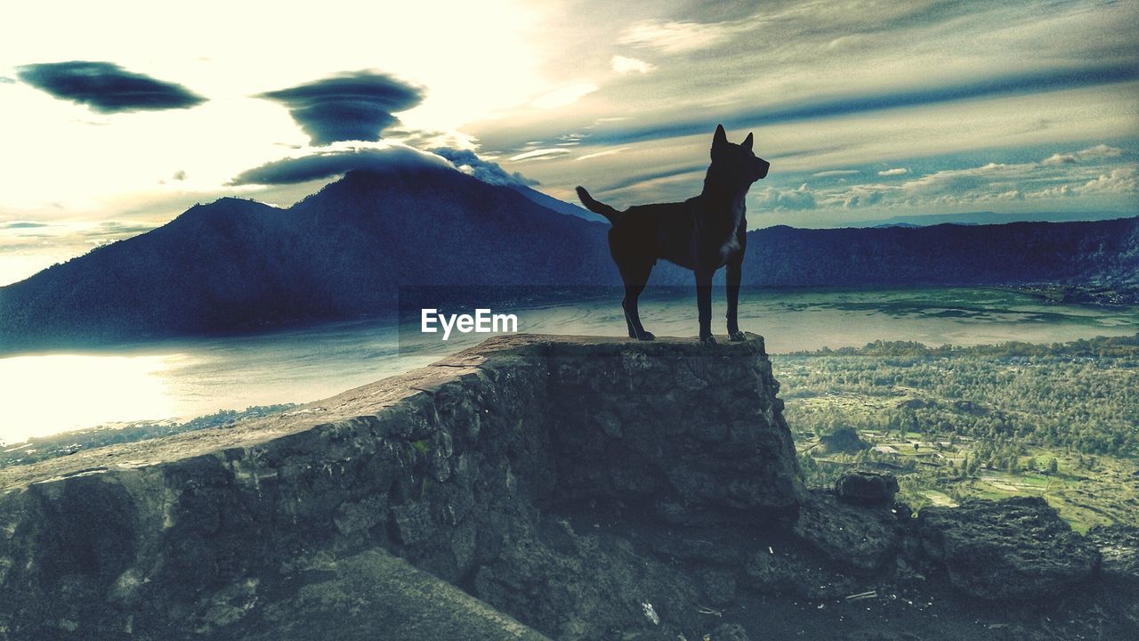 SILHOUETTE DOG STANDING ON SEA SHORE