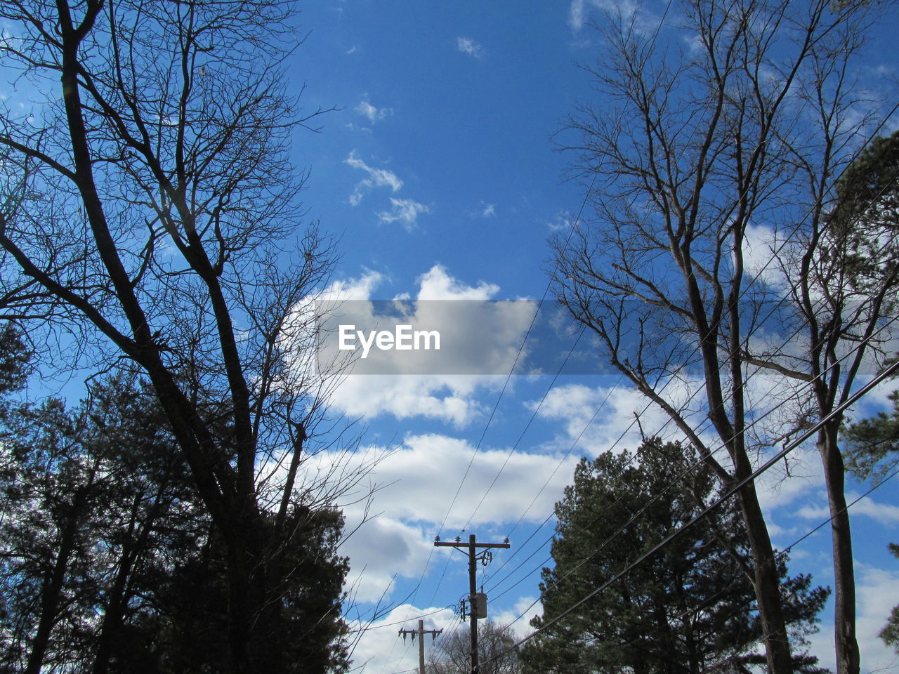 LOW ANGLE VIEW OF BARE TREES AGAINST SKY