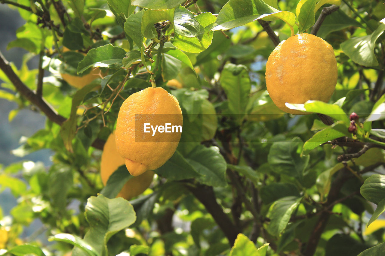 CLOSE-UP OF ORANGE FRUIT