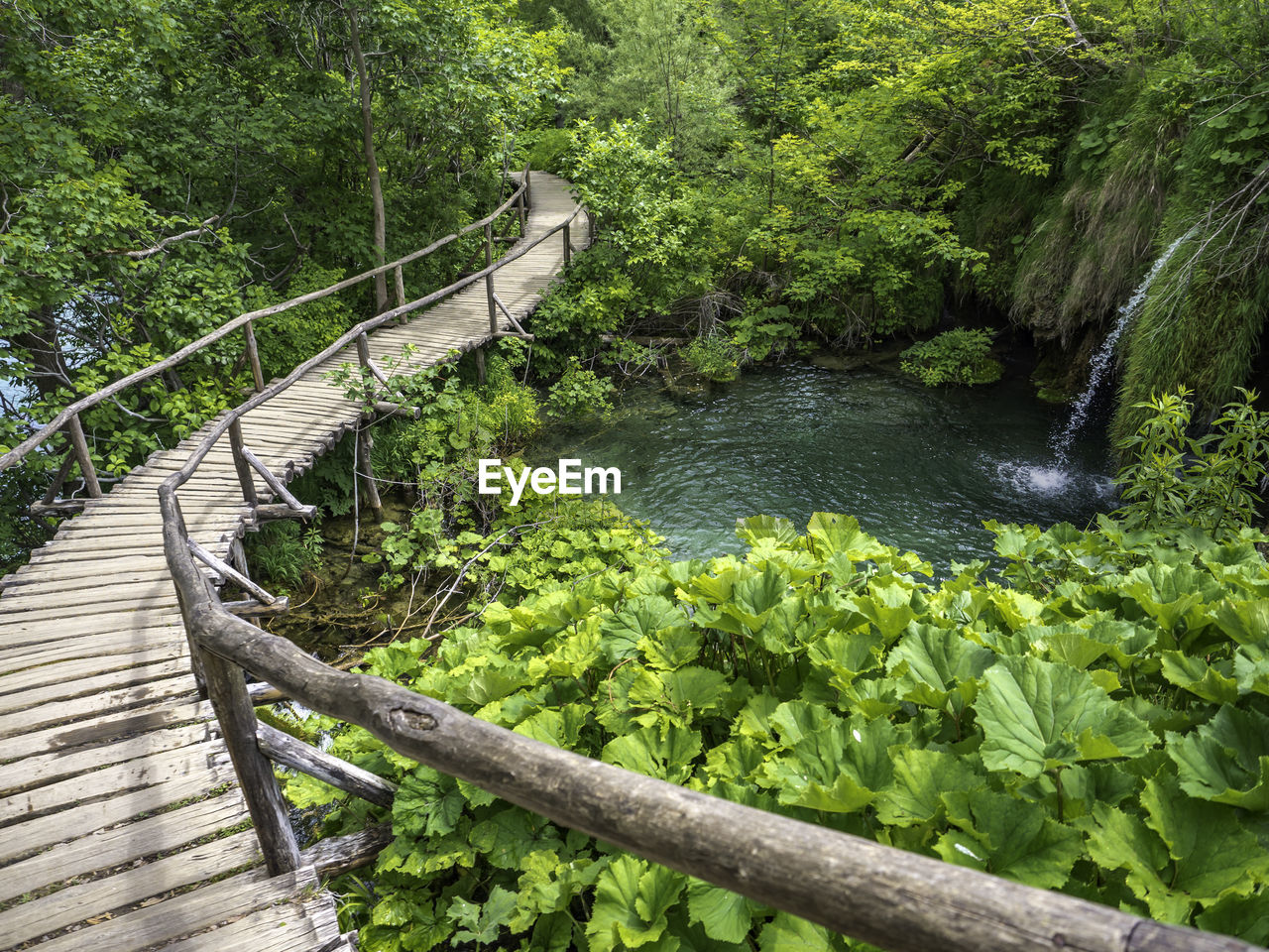 Footbridge over river amidst trees in forest