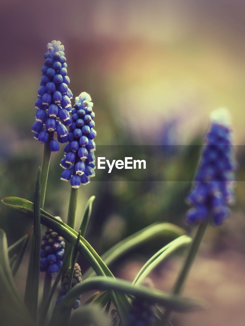 CLOSE-UP OF PURPLE LAVENDER FLOWER