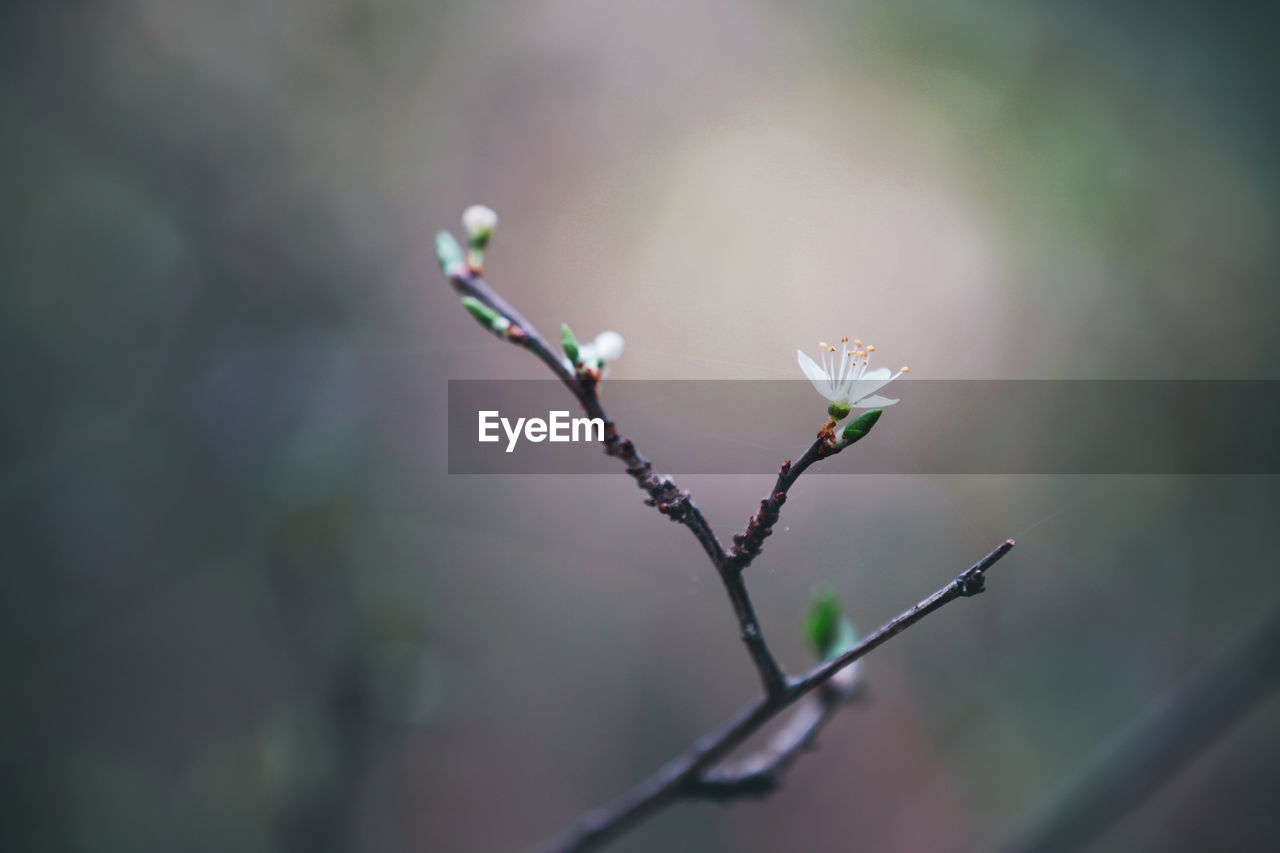 Beautiful Grass Nature Tree Wonderful Beauty In Nature Blooming Blossom Close-up Flowers Forest Garden Outdoors Selective Focus Spring Springtime Weed