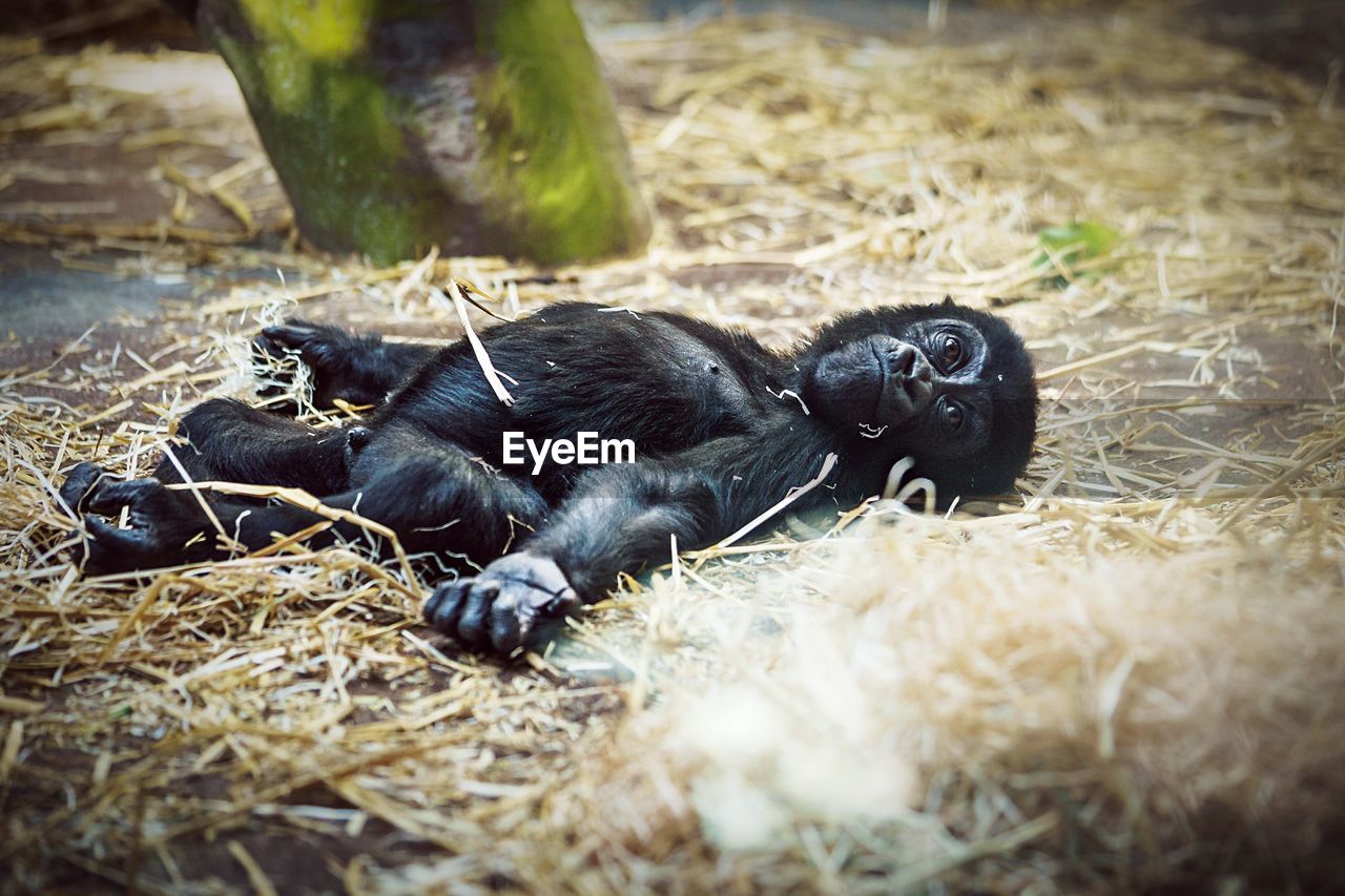 Gorilla infant relaxing at zoo