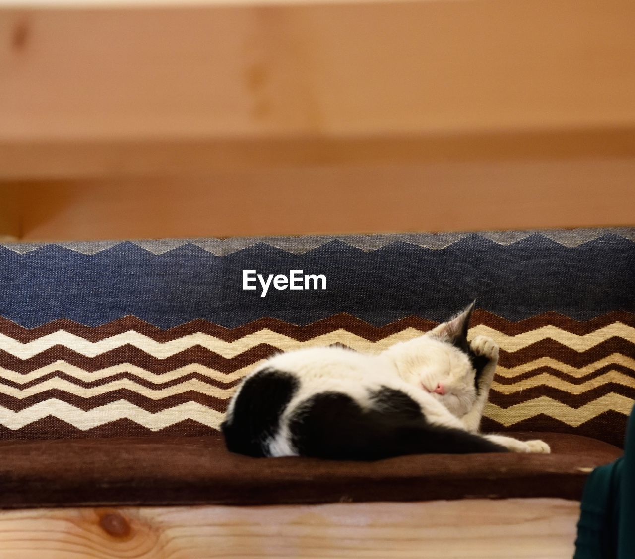 CLOSE-UP OF CAT ON CARPET