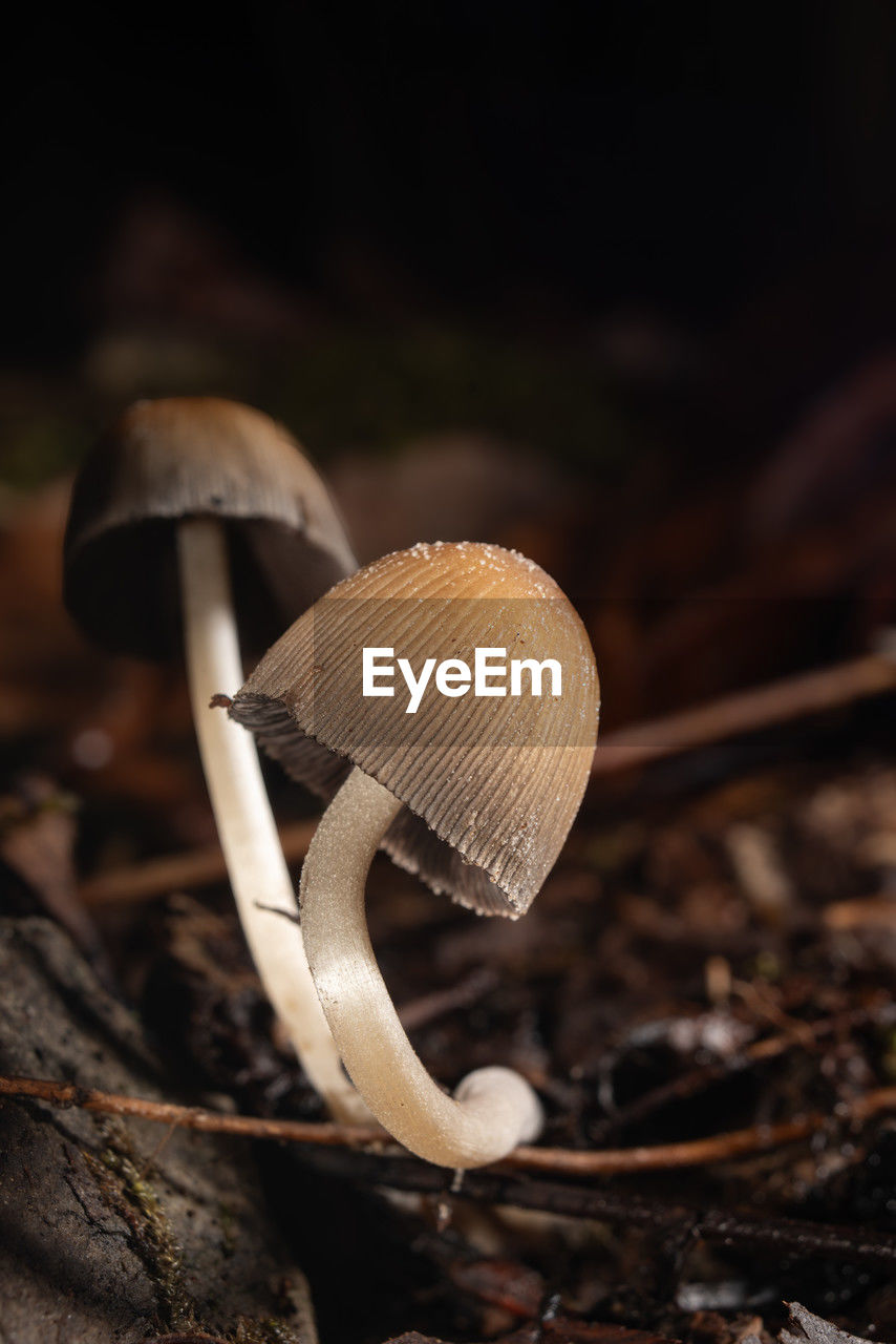 Close-up of mushrooms growing on leaves 