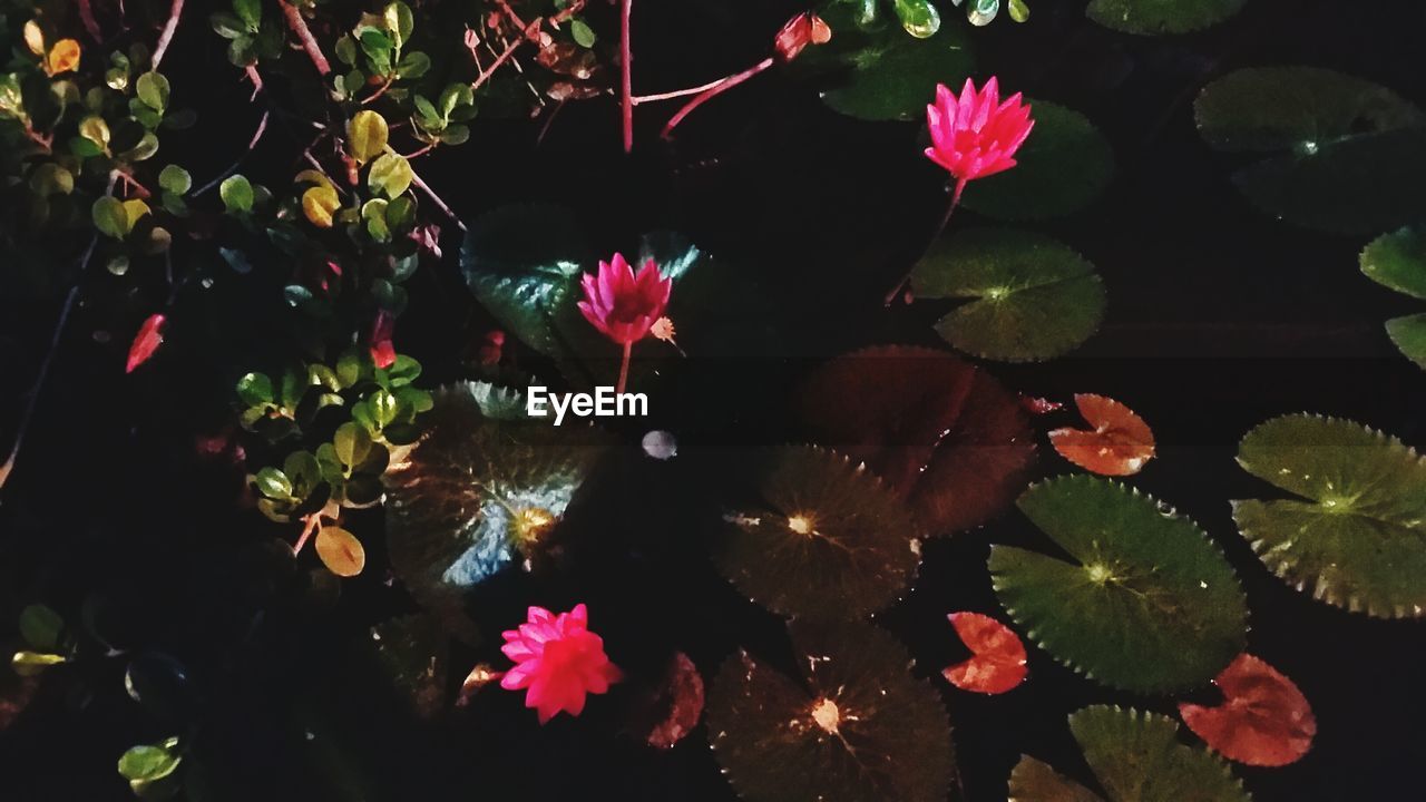 PINK LOTUS WATER LILY IN POND