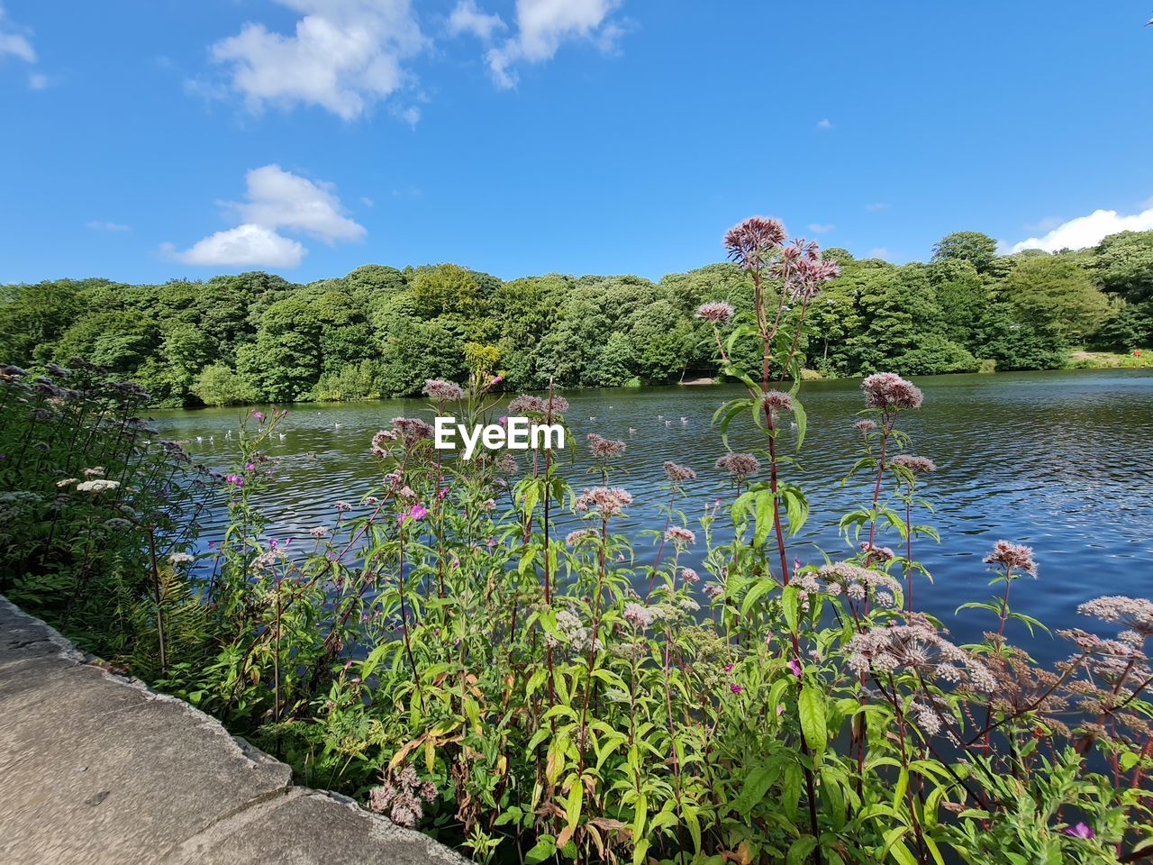 PLANTS BY LAKE AGAINST SKY