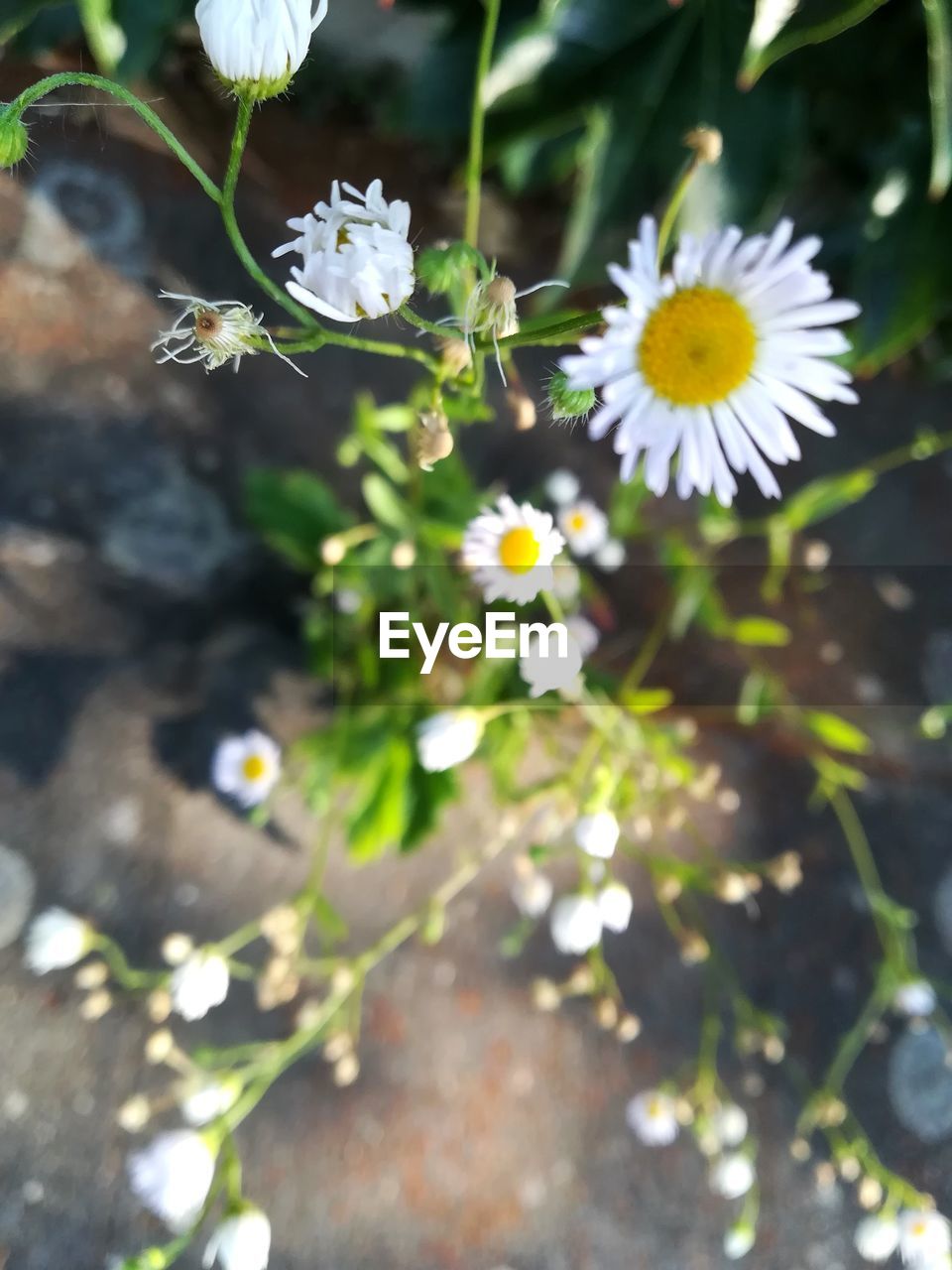 HIGH ANGLE VIEW OF WHITE FLOWERING PLANTS