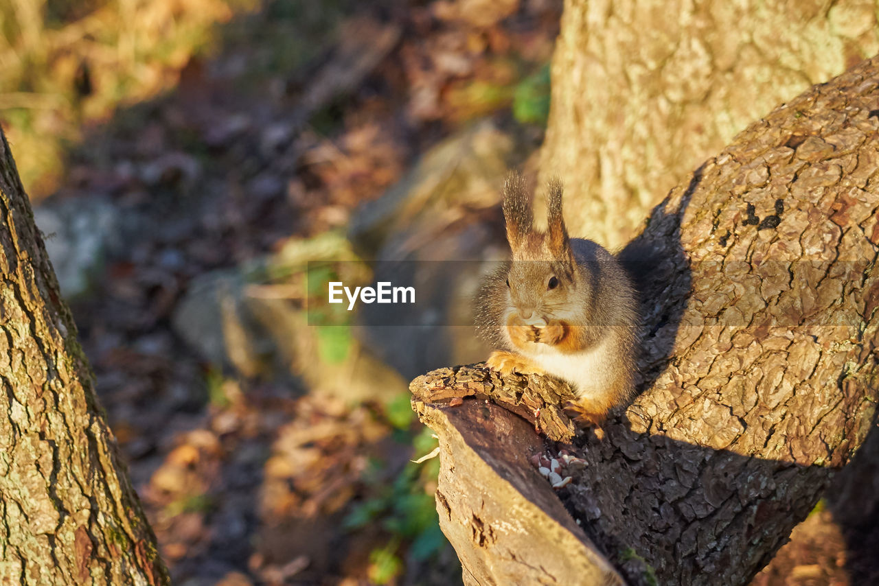 CLOSE-UP OF SQUIRREL ON TREE