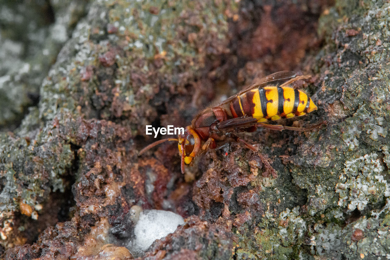 Feeding hornet