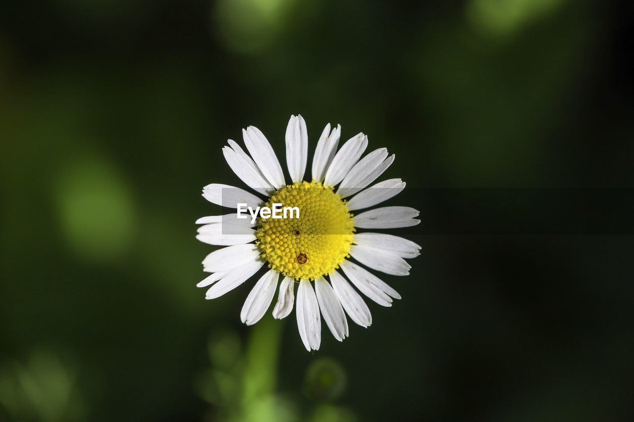 Close-up of white daisy