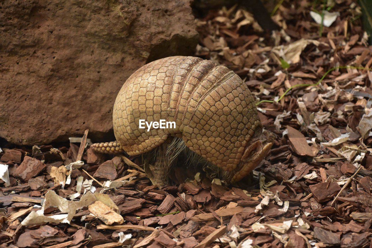 Armadillo arching his back walking in wood chips in the wild.
