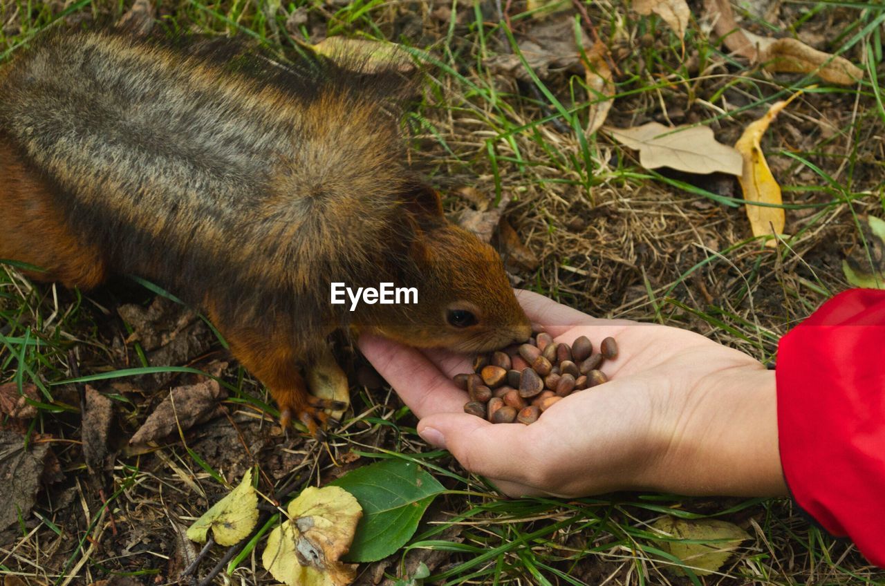 HIGH ANGLE VIEW OF HAND FEEDING SQUIRREL