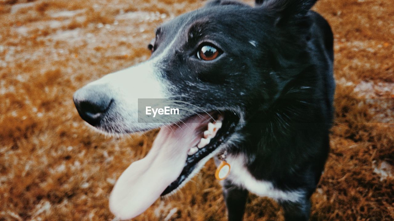 CLOSE-UP OF DOG LYING DOWN