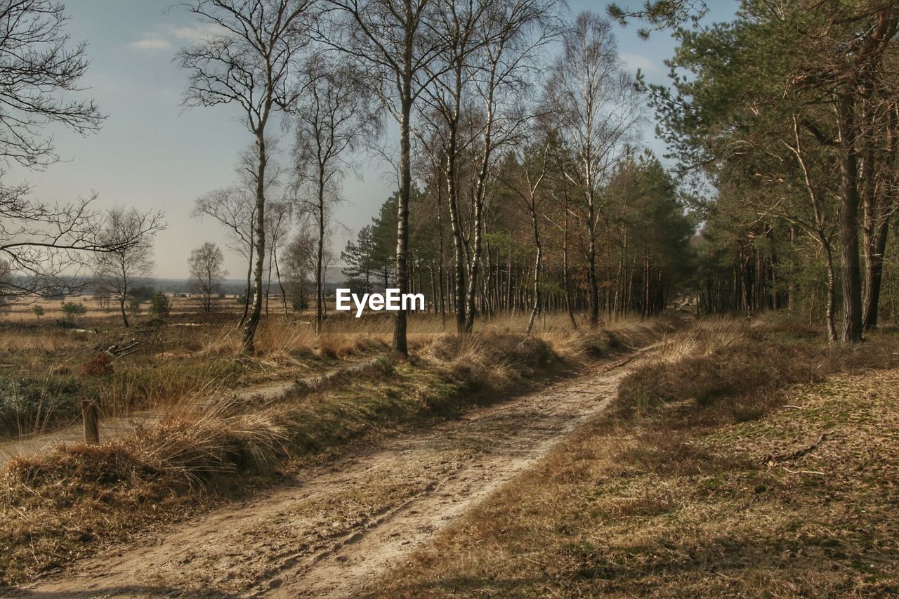 Dirt road passing through forest