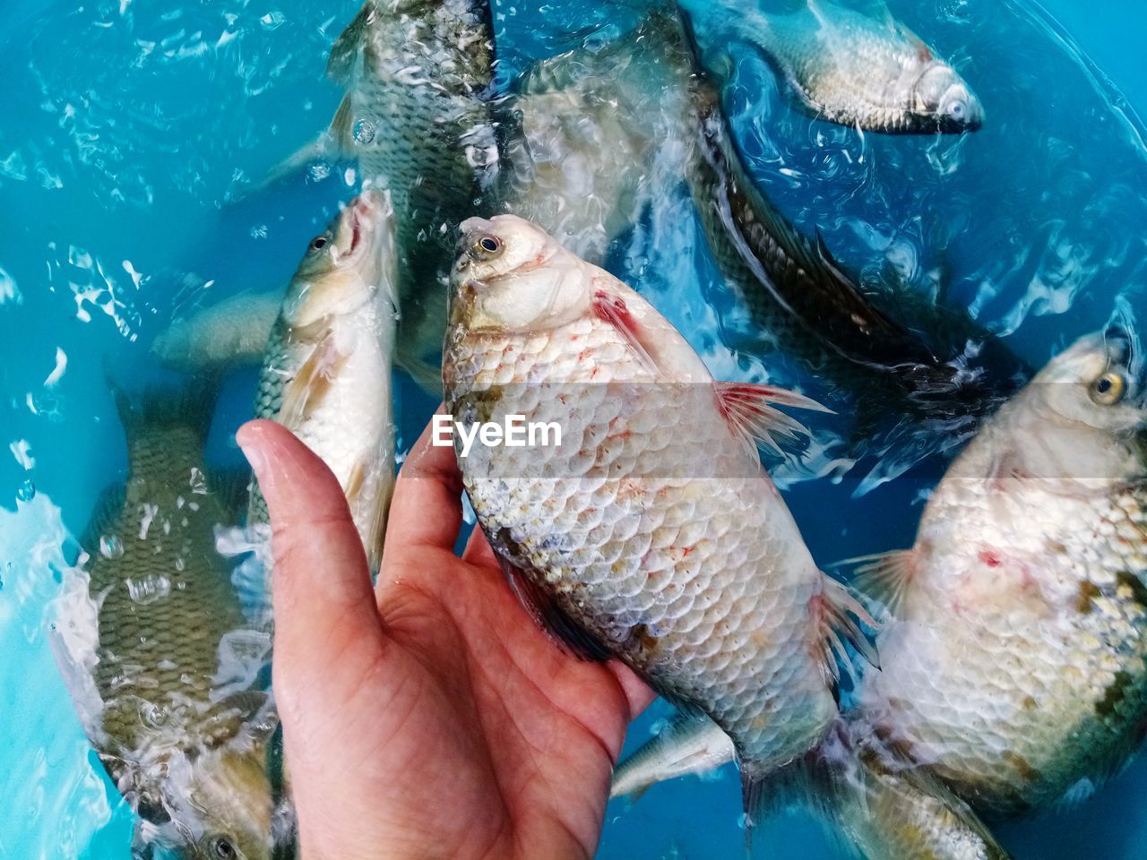 Cropped hand of person picking fish from water