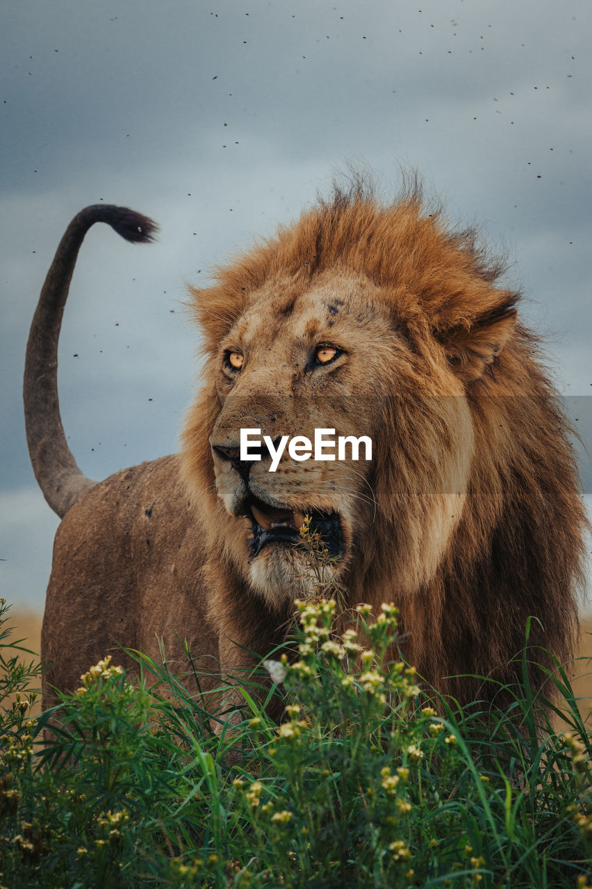 Lioness standing on field