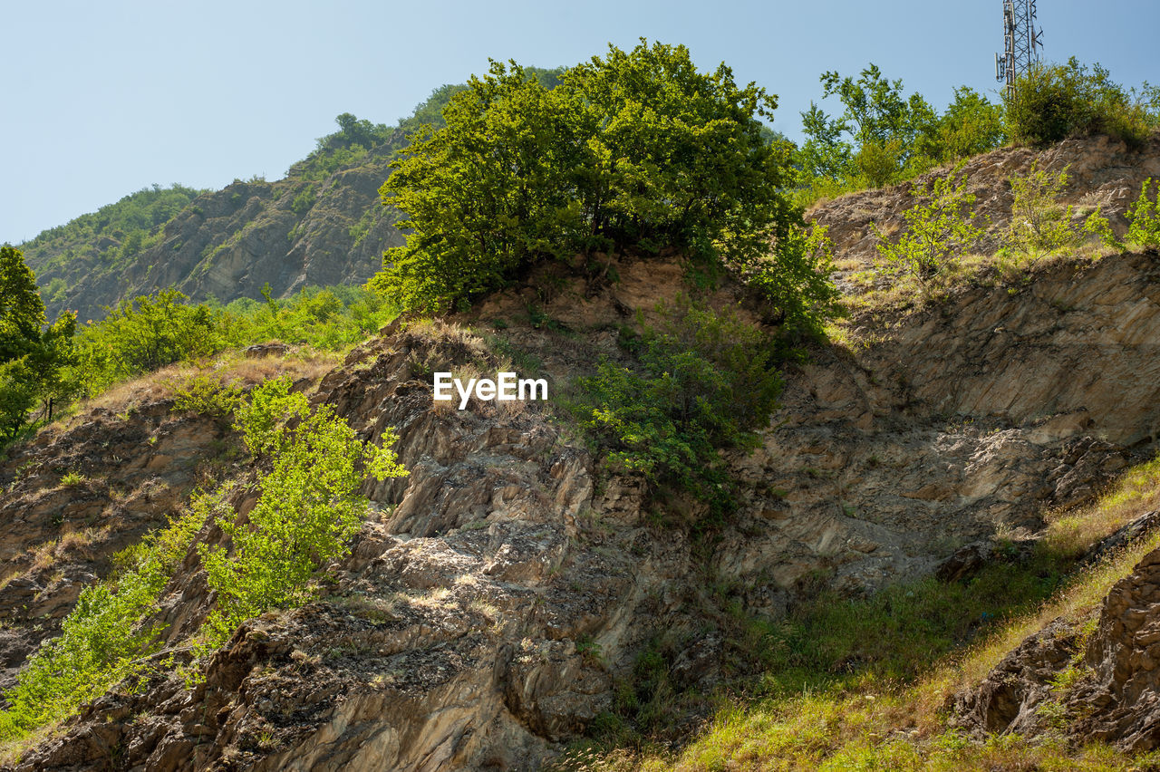 PLANTS AND ROCKS ON LAND