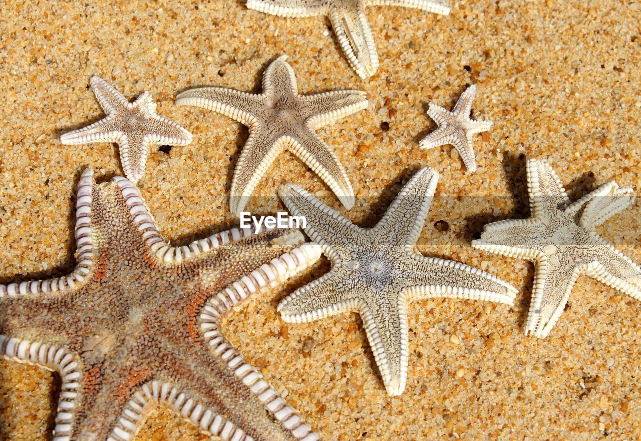 High angle view of starfish on sand
