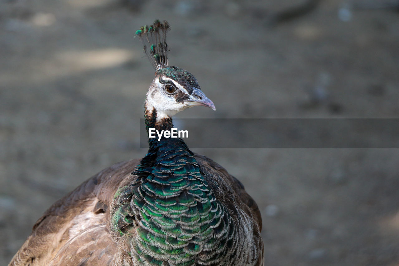 Close-up of peacock