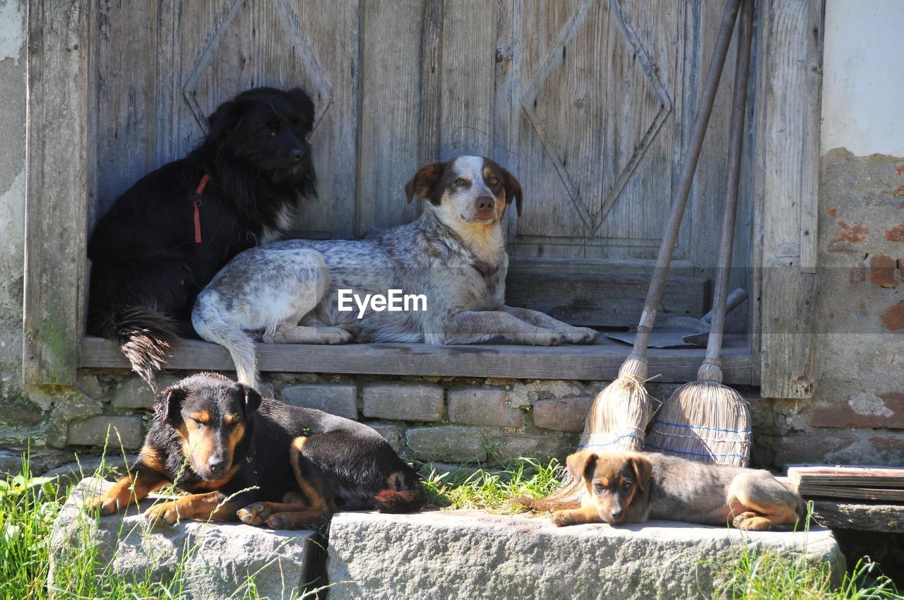 DOG RELAXING ON WOOD