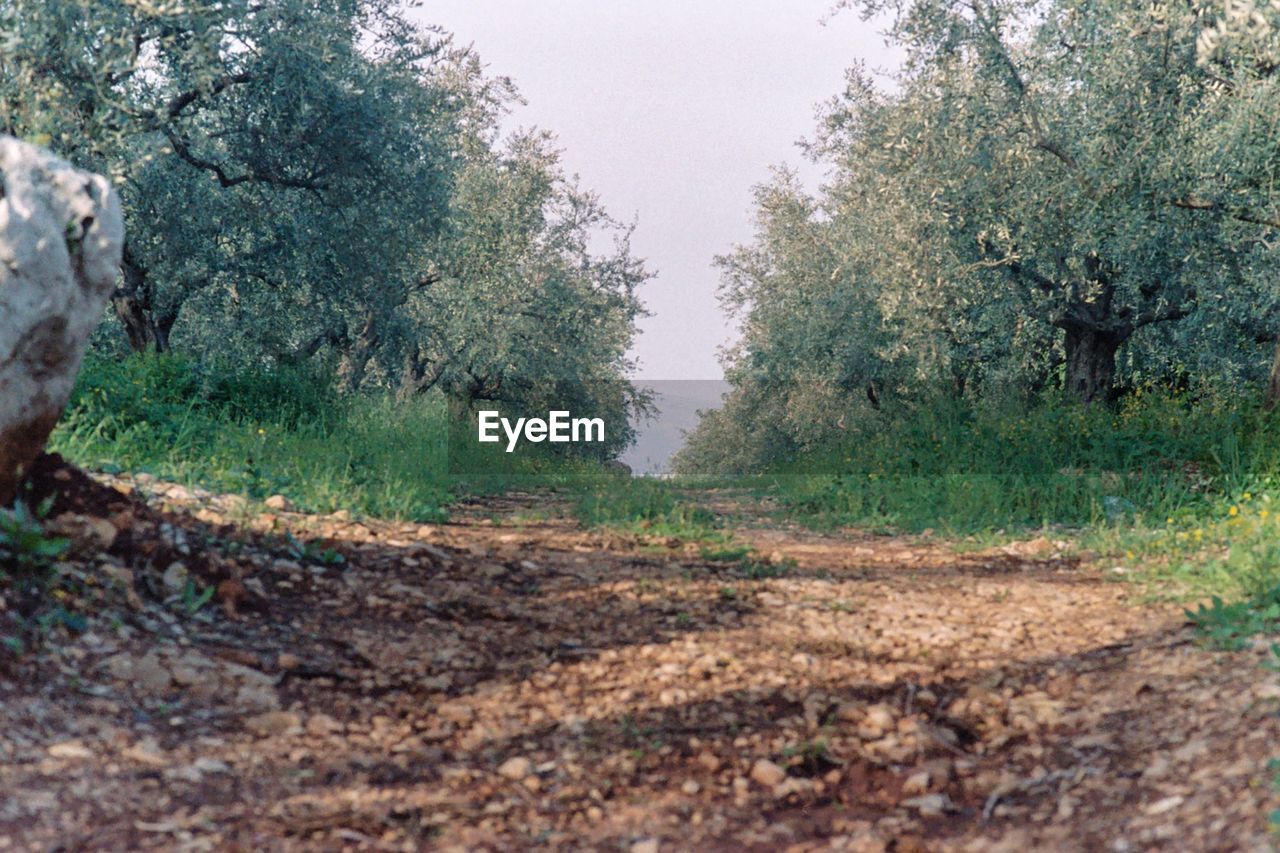 SCENIC VIEW OF FOREST